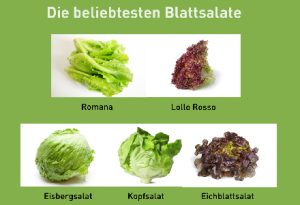 Beliebte Blattsalate