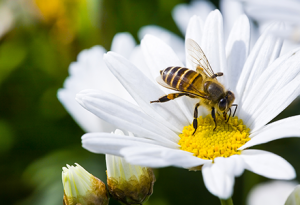 Bienenfreundlihce Kräuter