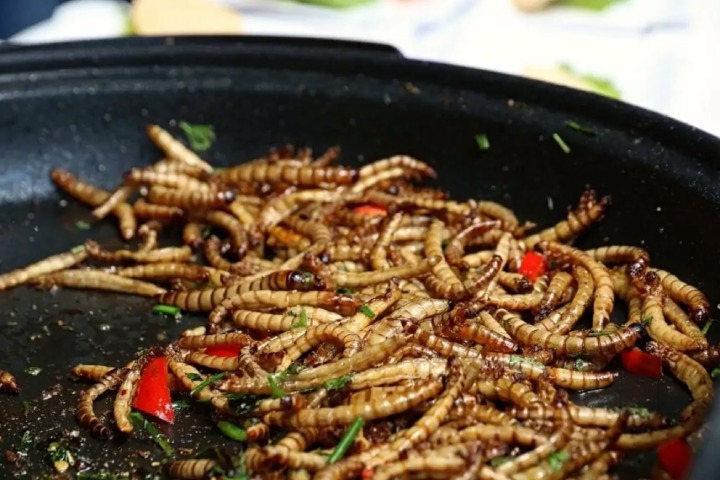 Insekten essen: eine wertvolle Proteinquelle