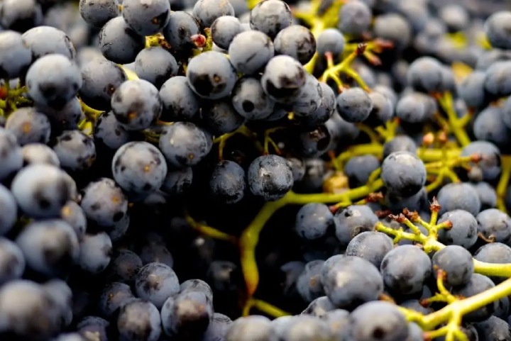 Weintrauben: Die Powerbeeren des Spätsommers
